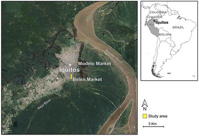 Wildlife trade at Belén and Modelo market, Peru: defining a baseline for conservation monitoring